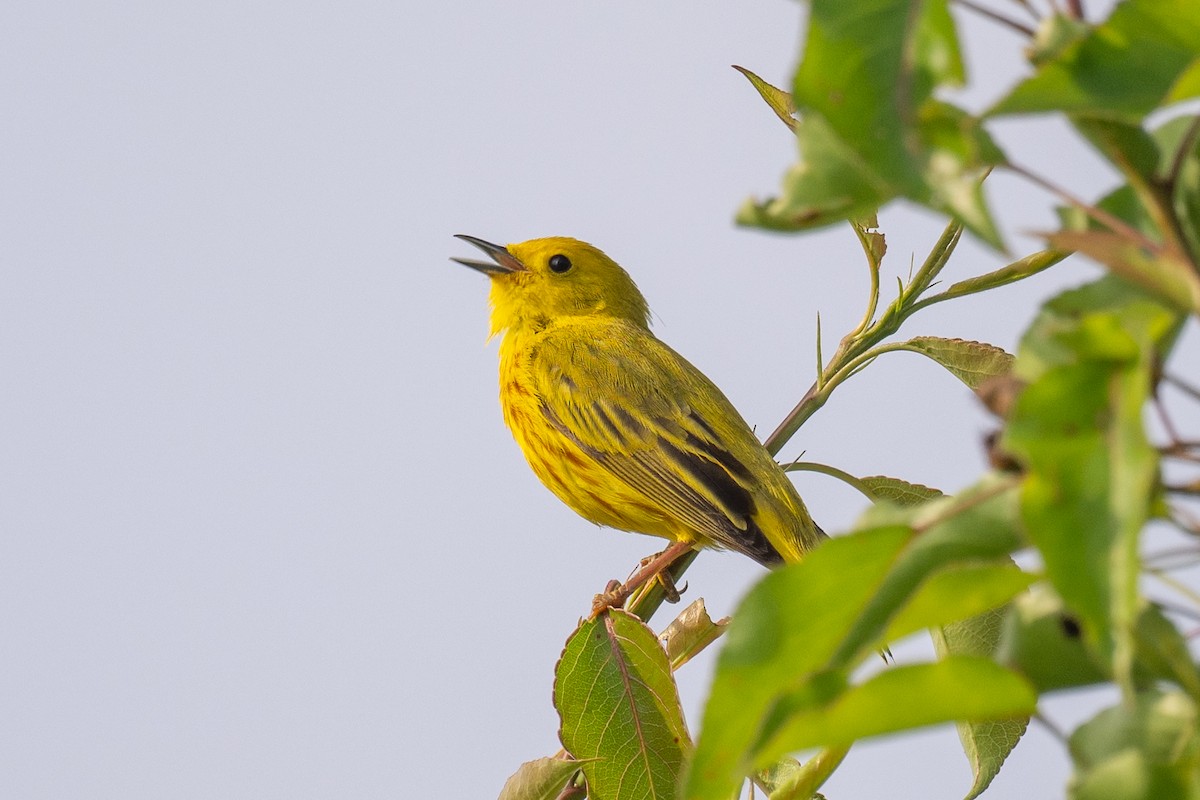 Yellow Warbler - Barry Marsh
