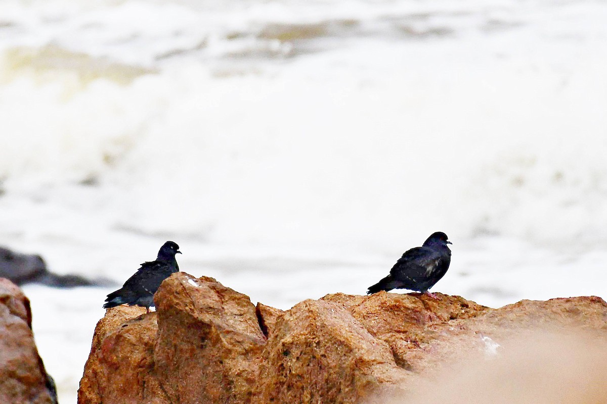 Rock Pigeon (Feral Pigeon) - Marcelo Cuadrado