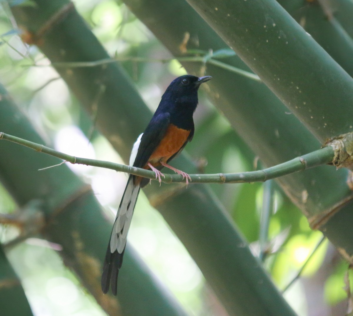 White-rumped Shama - Riedoan  Riyad