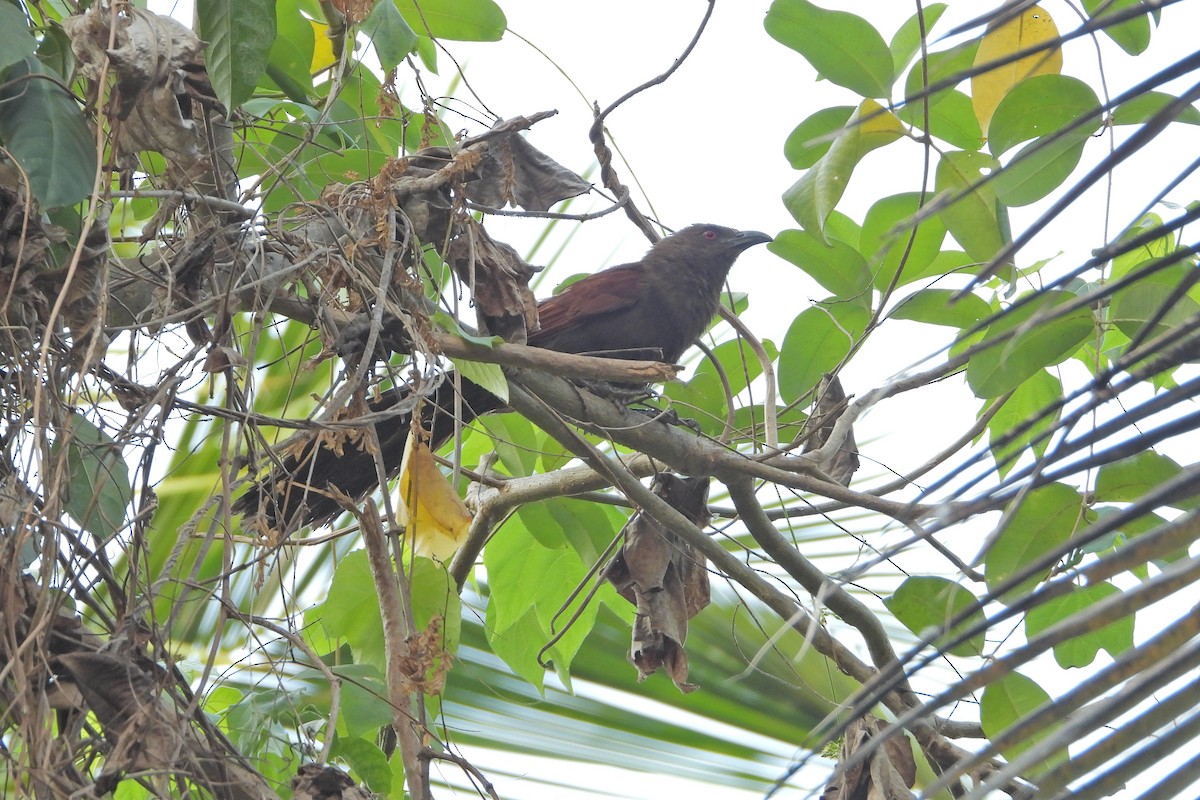 Andaman Coucal - Prabhudatta Bal