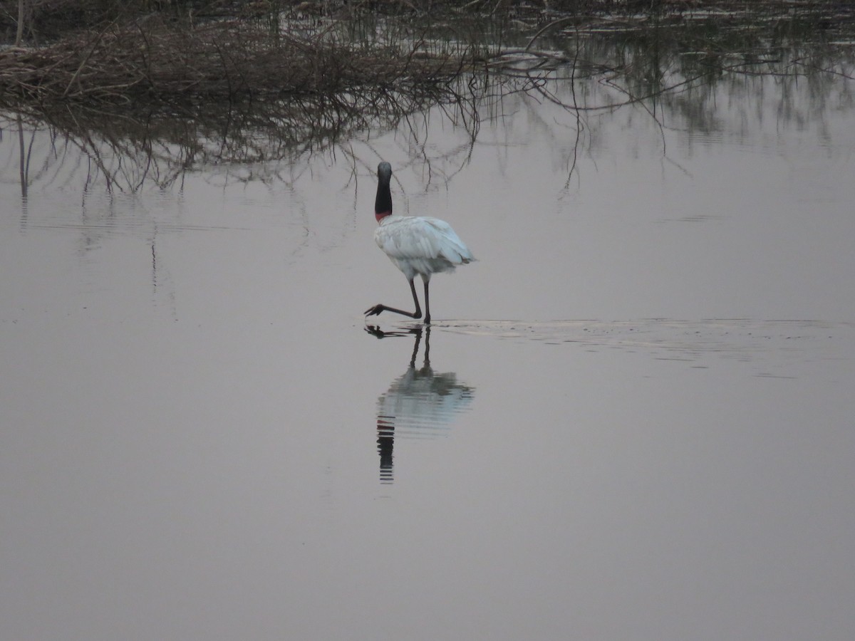 Jabiru - Sam Holcomb