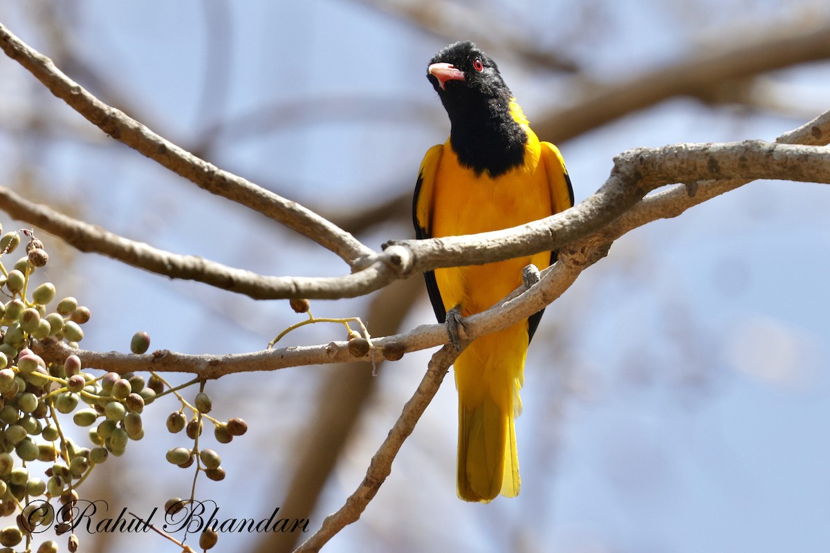 Black-hooded Oriole - Rahul Bhandari