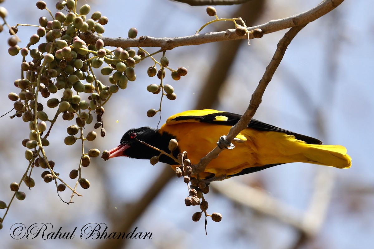 Black-hooded Oriole - Rahul Bhandari