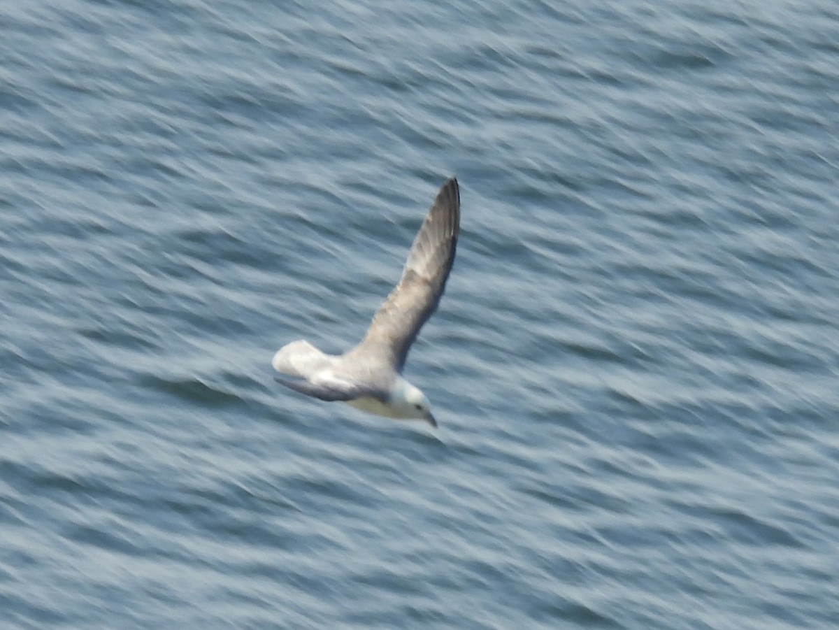 Northern Fulmar - Gerald Moore