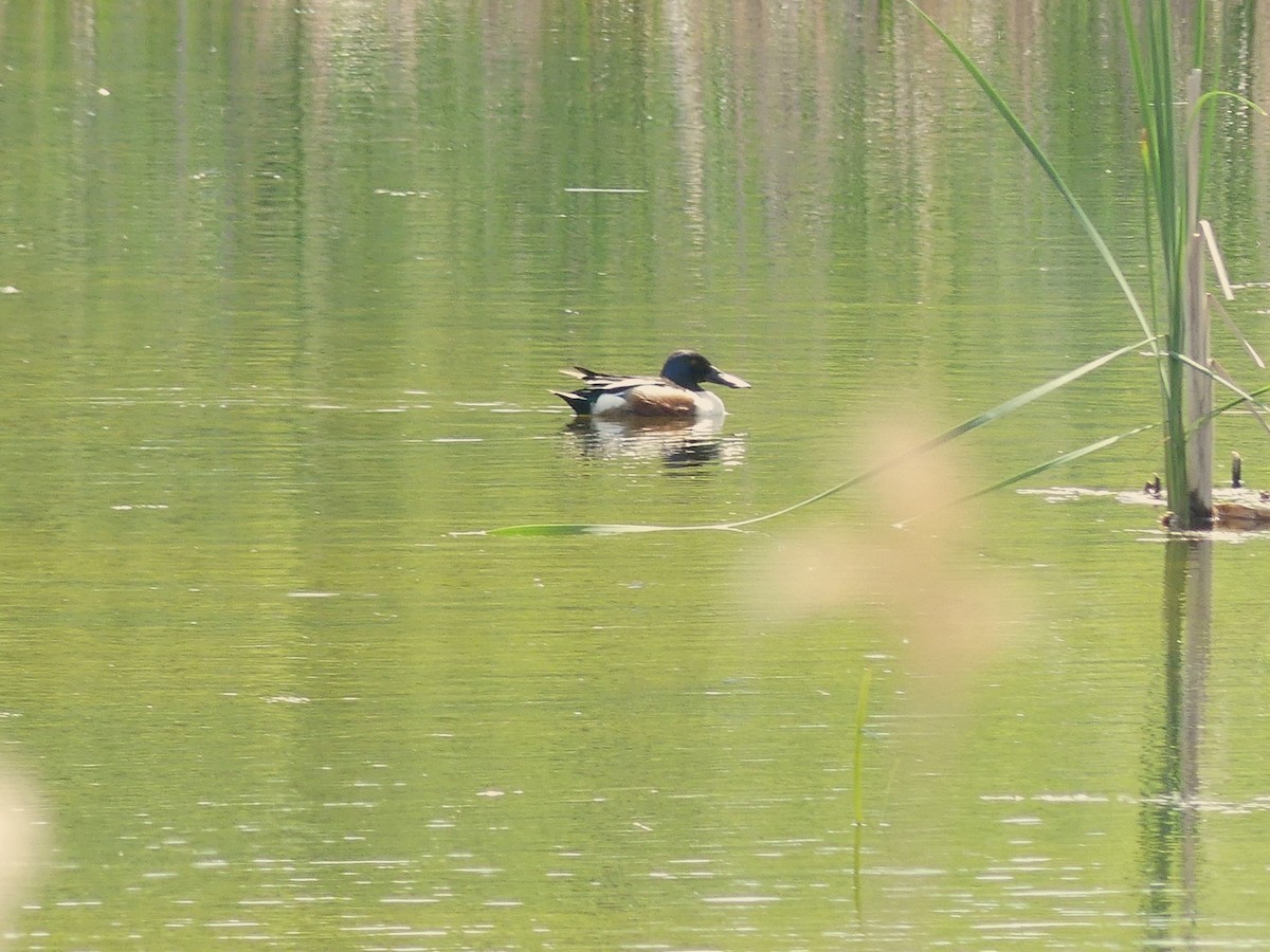 Northern Shoveler - André Labelle