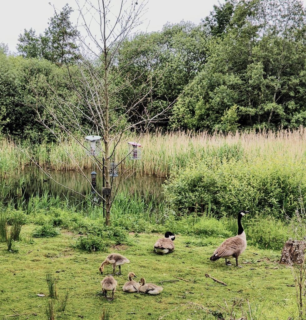 Canada Goose - Nick Layt