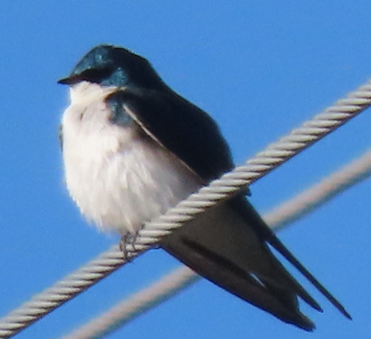 Tree Swallow - BEN BAILEY