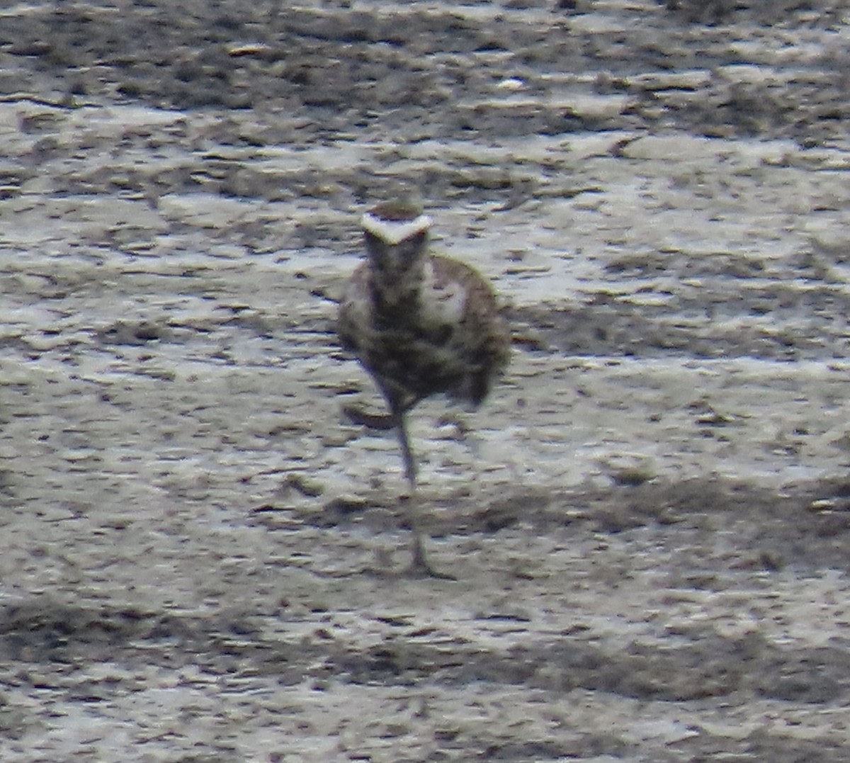 American Golden-Plover - Andy Garcia