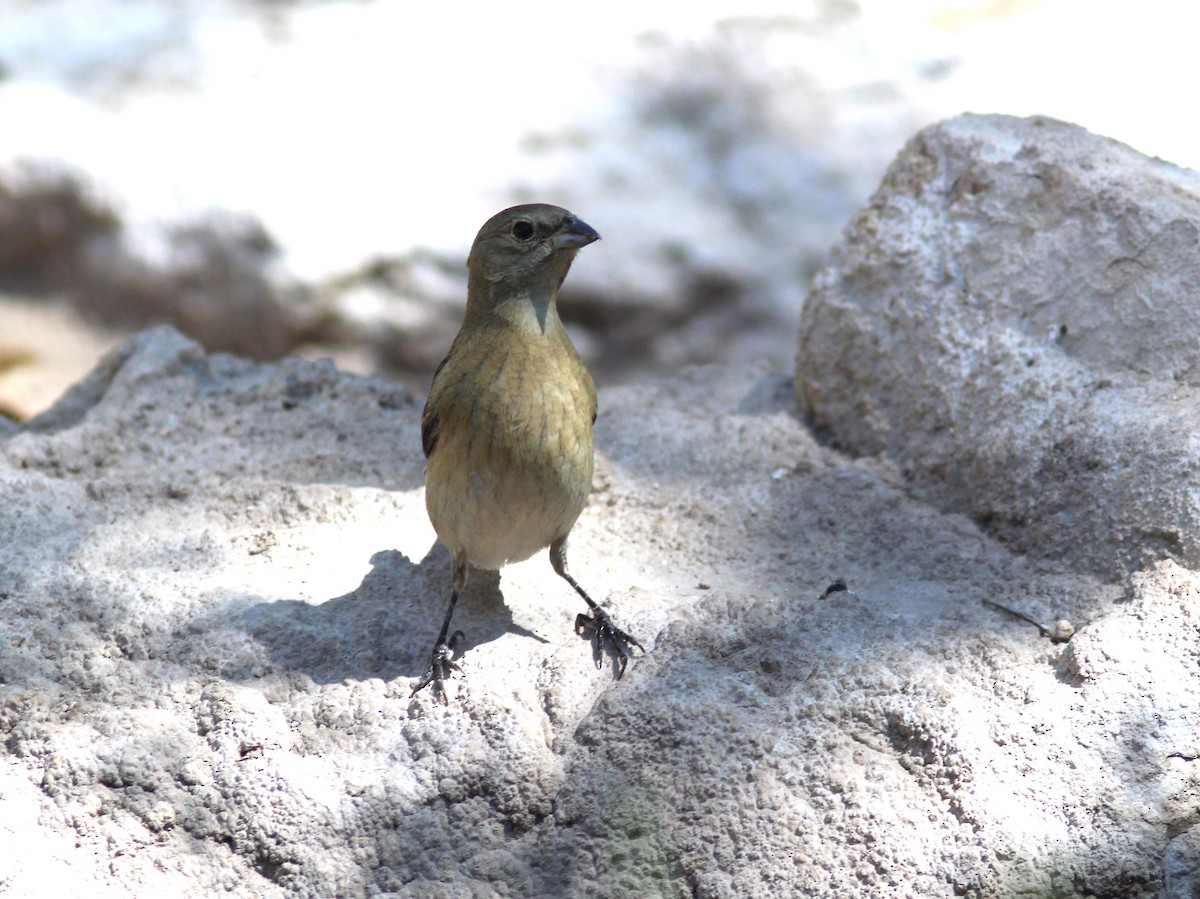 Passerin indigo - ML619627524