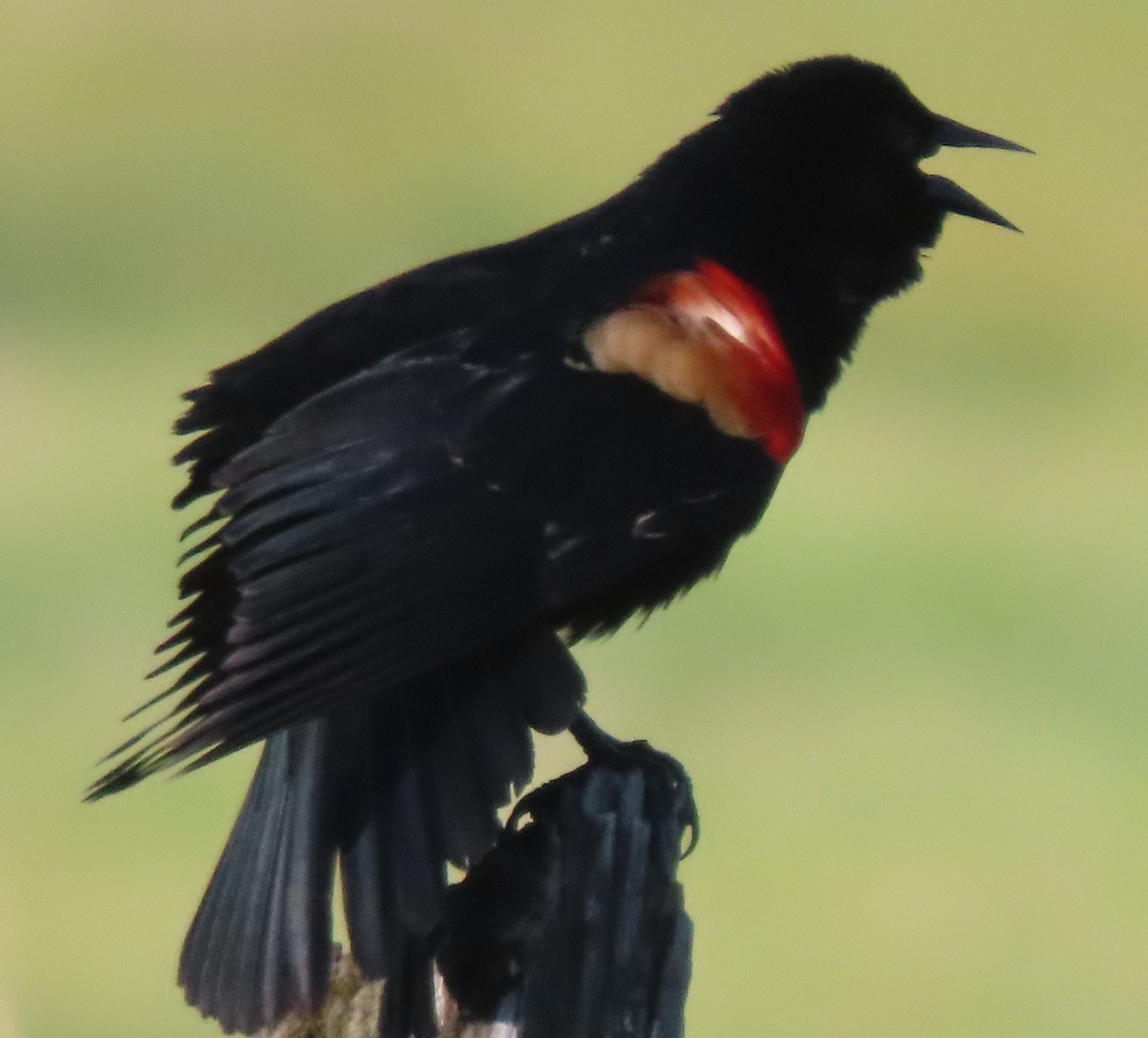 Red-winged Blackbird - BEN BAILEY