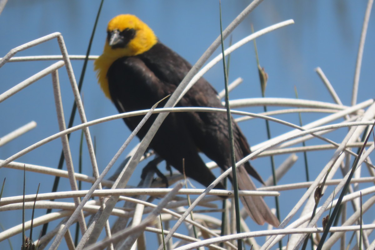Yellow-headed Blackbird - Mike Lesnik