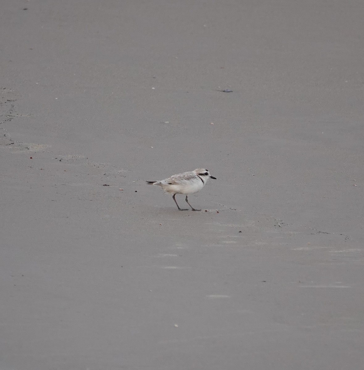 Snowy Plover - ML619627530