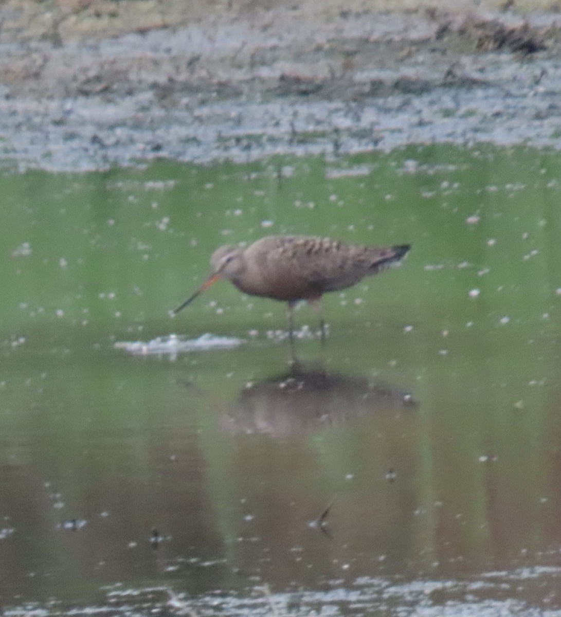 Hudsonian Godwit - Andy Garcia