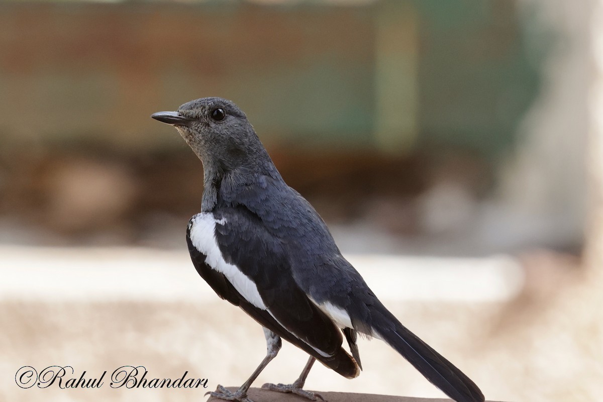 Oriental Magpie-Robin - Rahul Bhandari