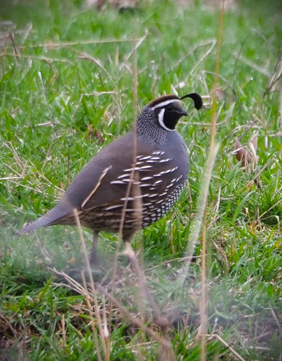 California Quail - Dick Cartwright