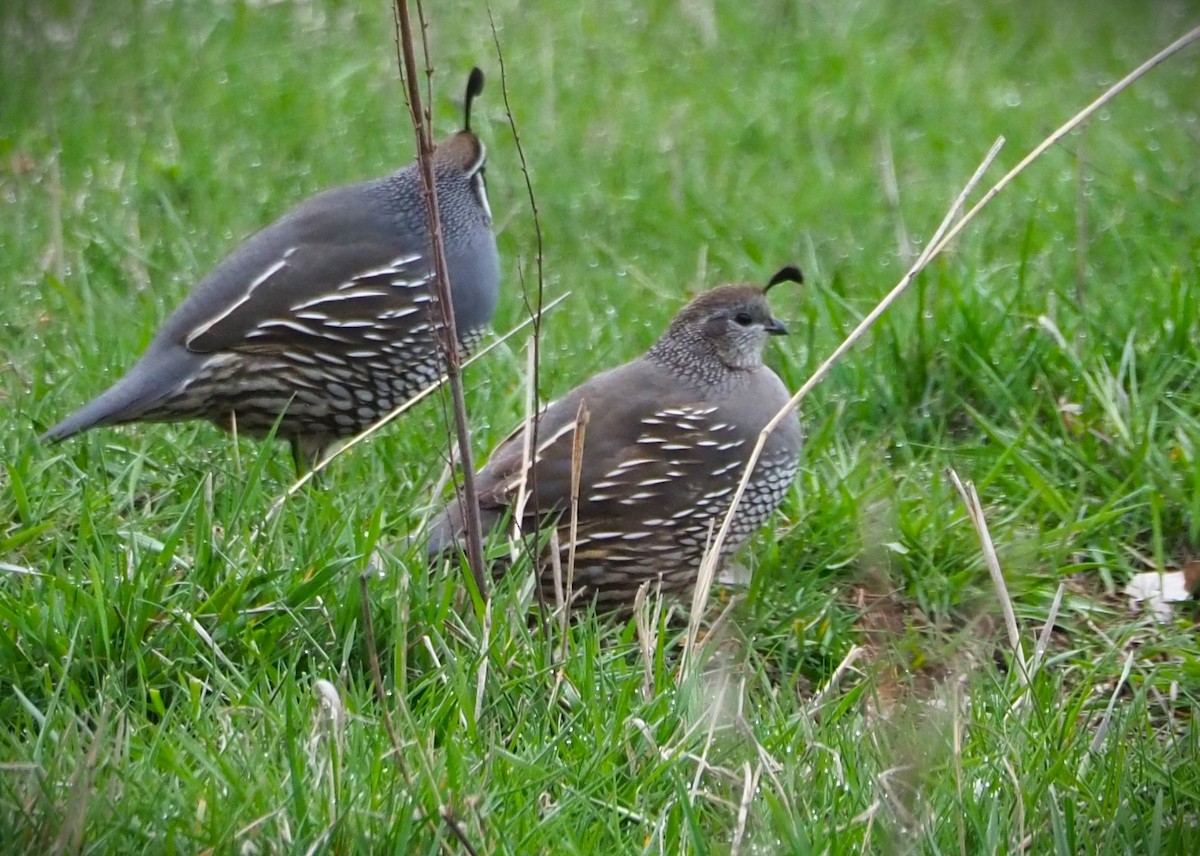 California Quail - Dick Cartwright