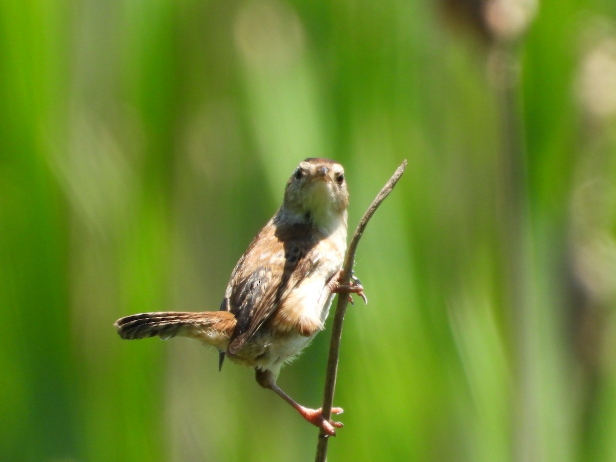 Marsh Wren - Jeff Fengler