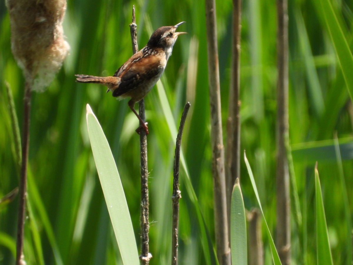 Marsh Wren - ML619627550