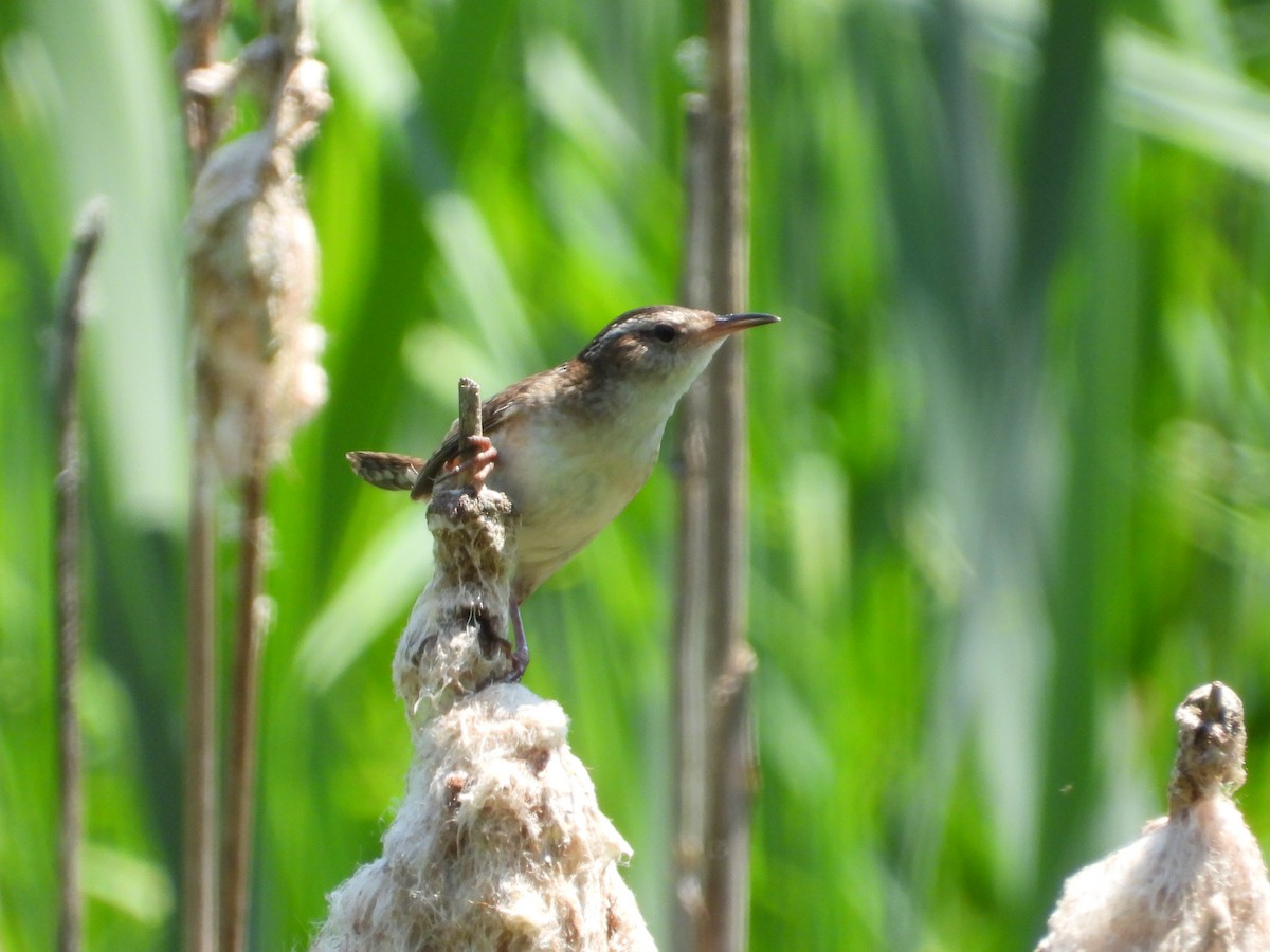 Marsh Wren - ML619627551