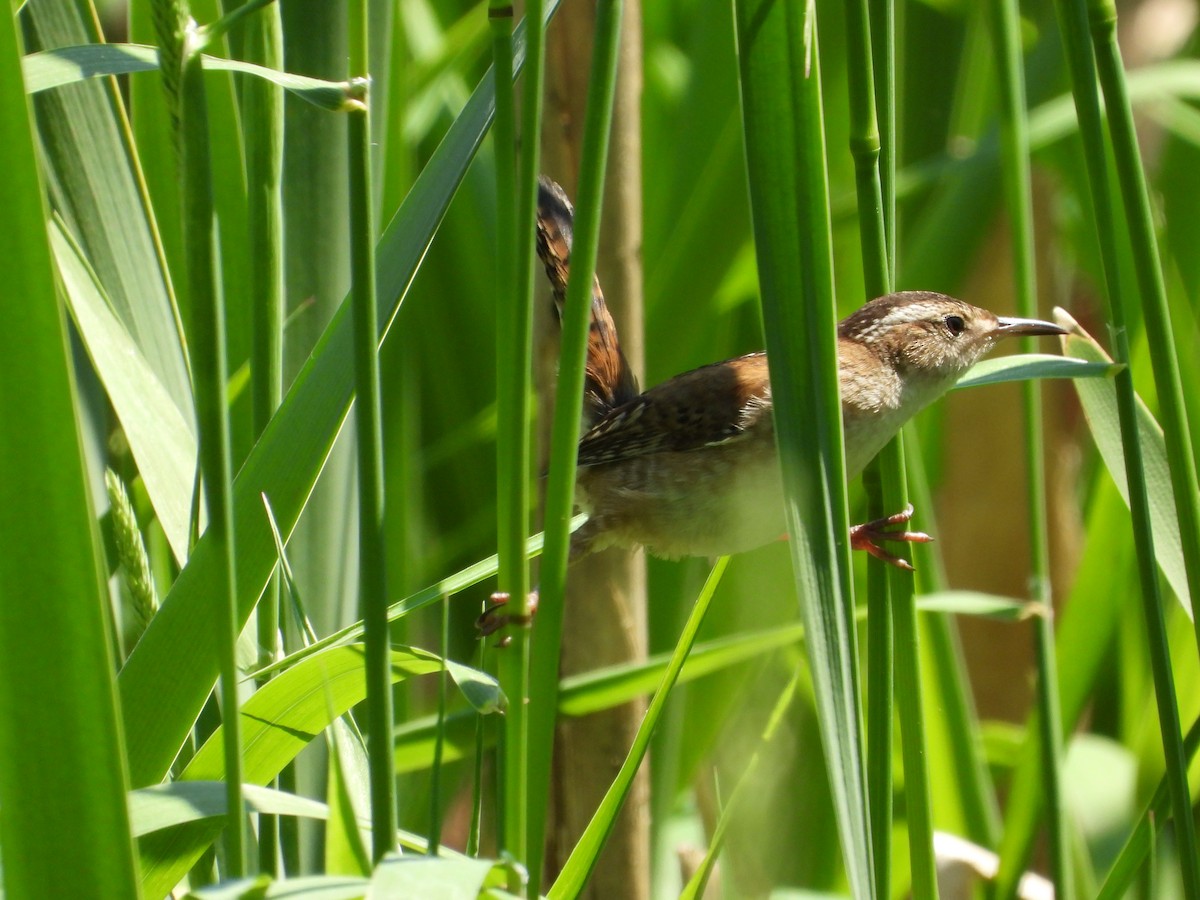 Marsh Wren - ML619627557