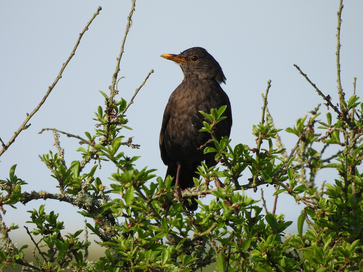 Eurasian Blackbird - Gerald Moore