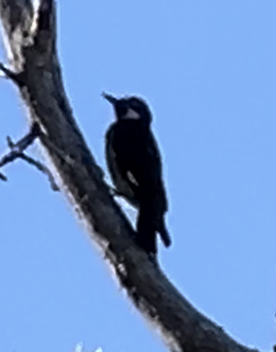 Acorn Woodpecker - Lisa Coons