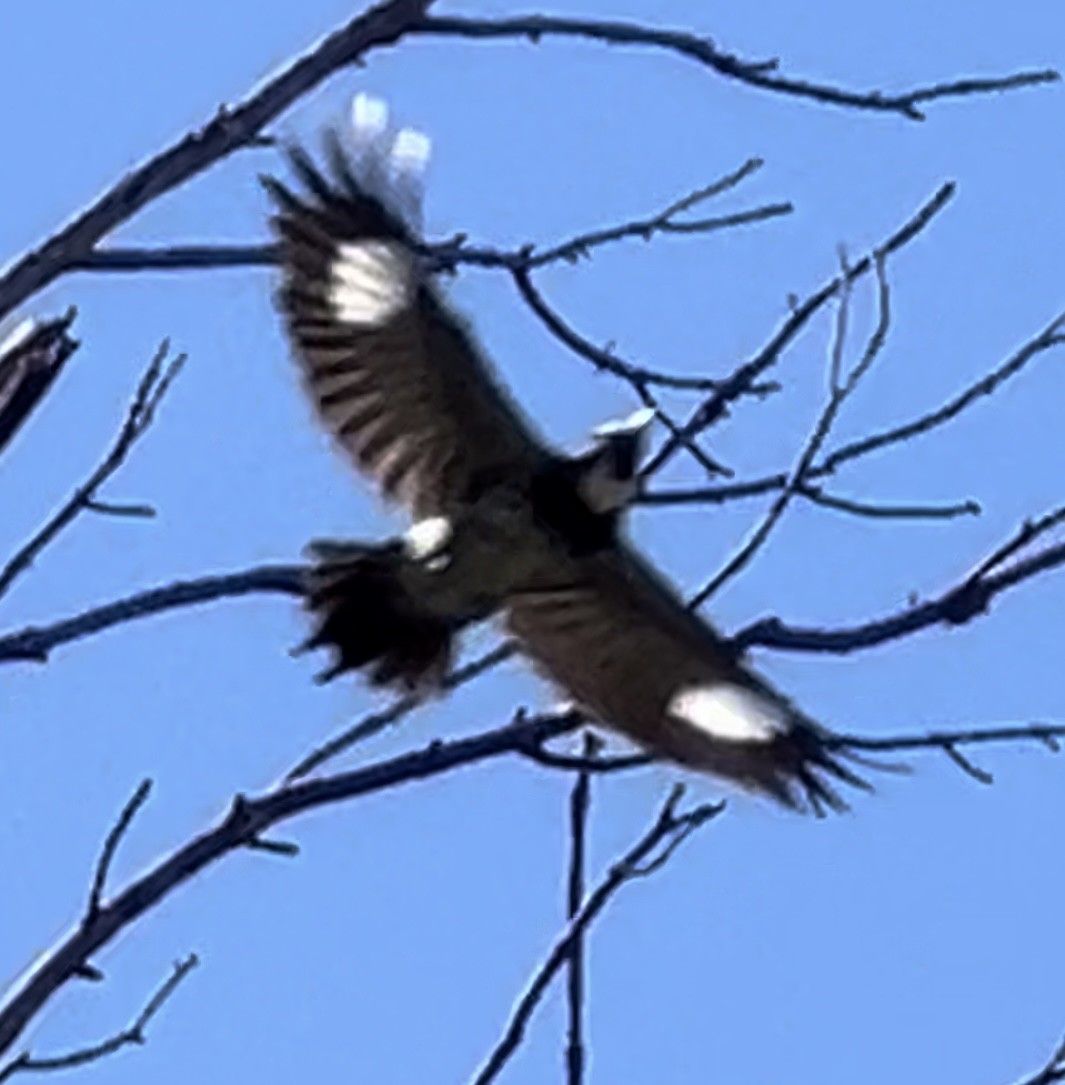 Acorn Woodpecker - Lisa Coons