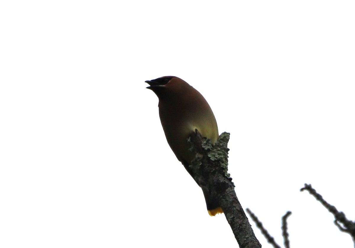 Cedar Waxwing - MA 2