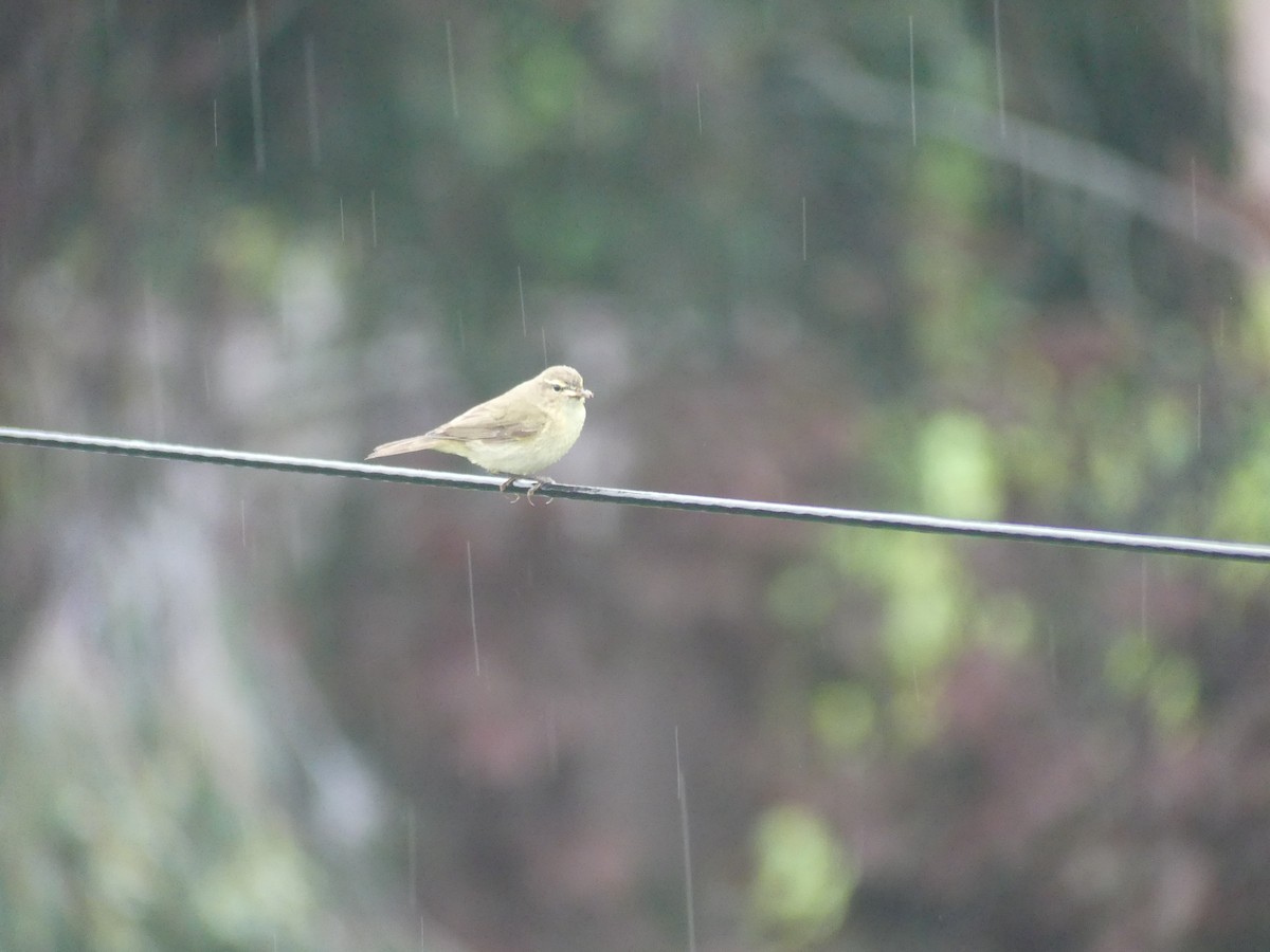 Common Chiffchaff - Anonymous