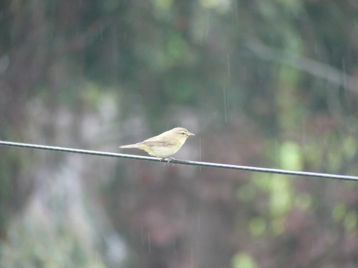 Common Chiffchaff - Anonymous