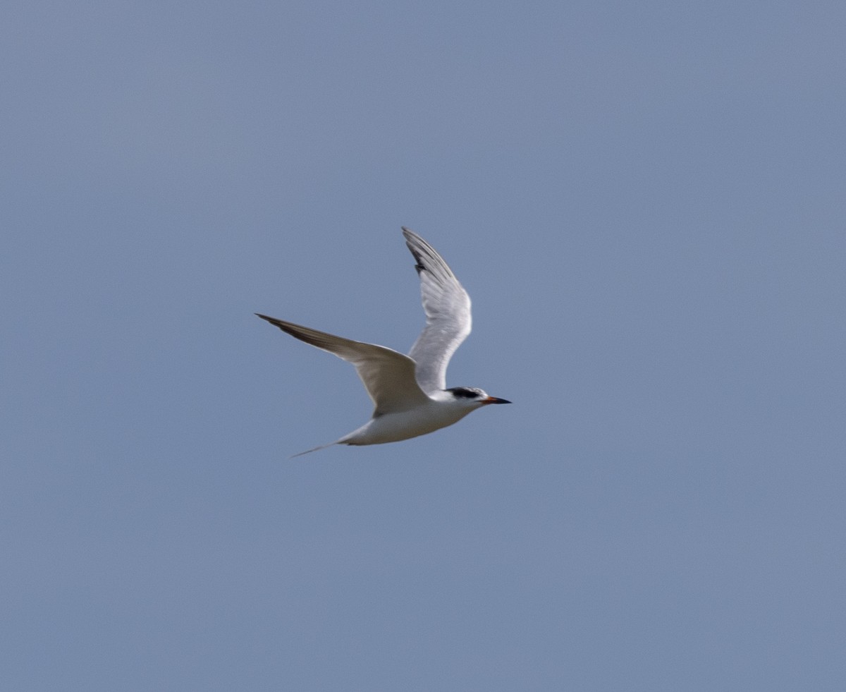 Forster's Tern - Greg Harrington