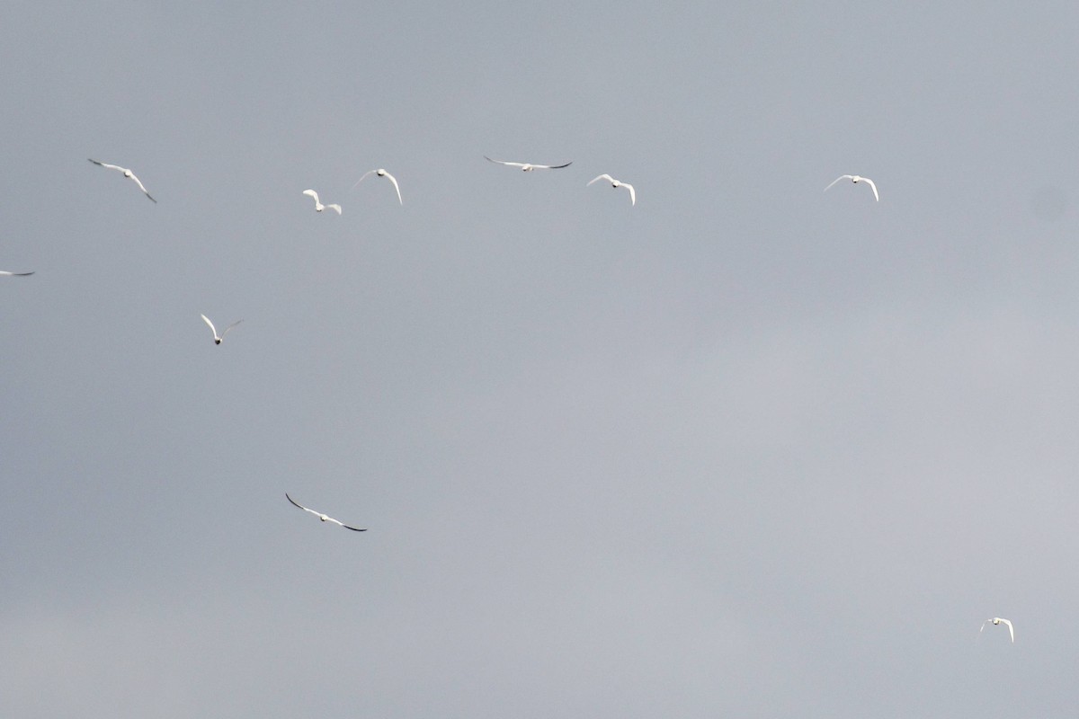 Brown-hooded Gull - Marcelo Cuadrado