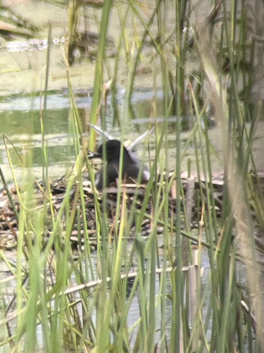 Black Tern - Ed Thelen