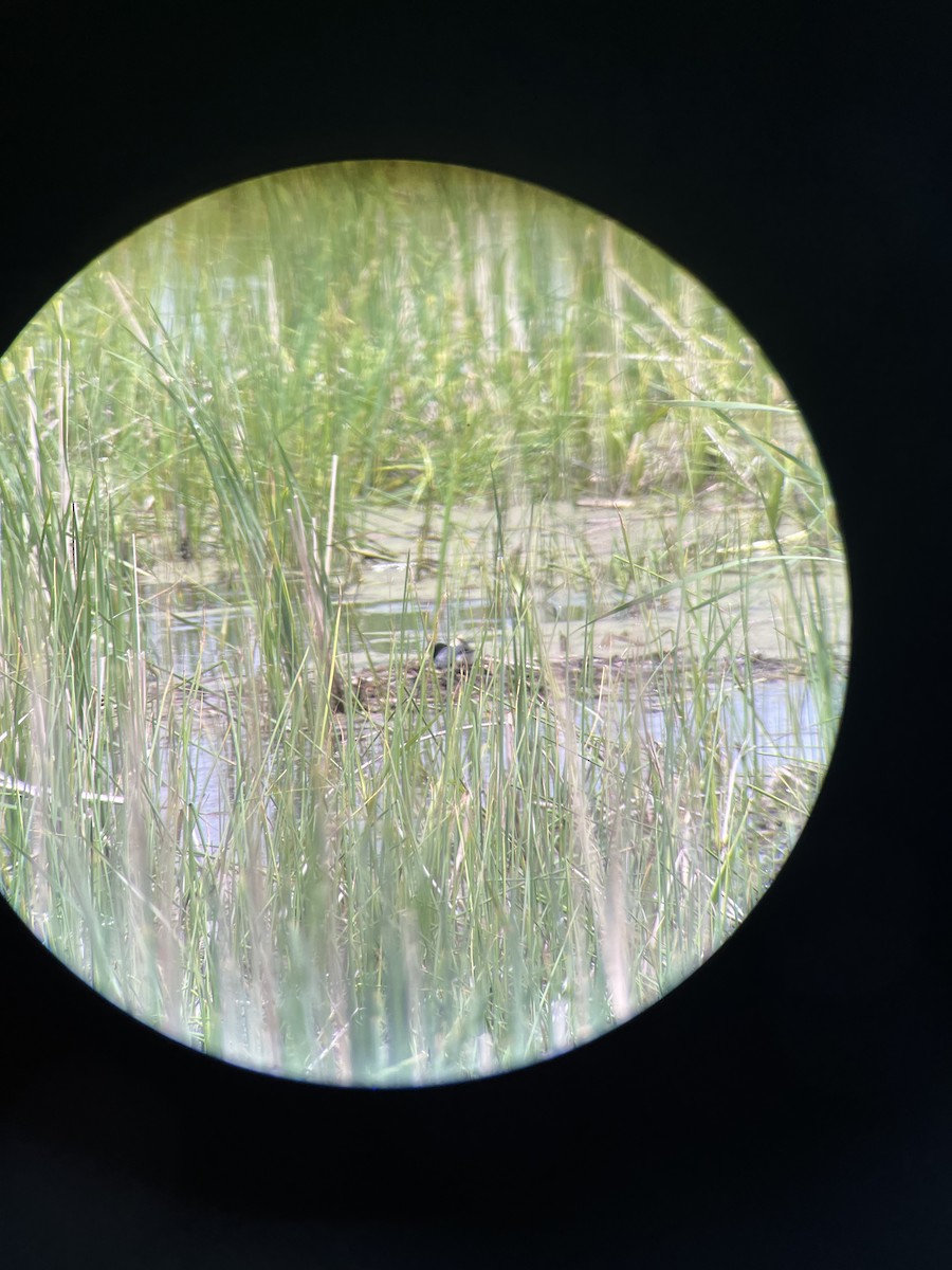 Black Tern - Ed Thelen