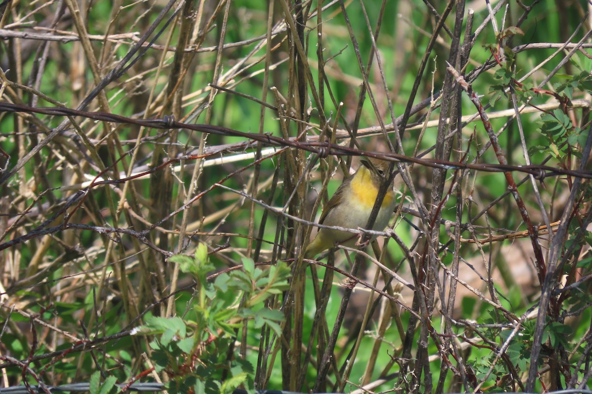 Common Yellowthroat - Mike Lesnik