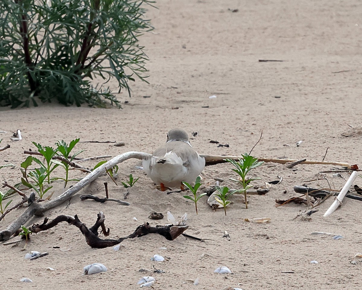 Piping Plover - Steven Mix