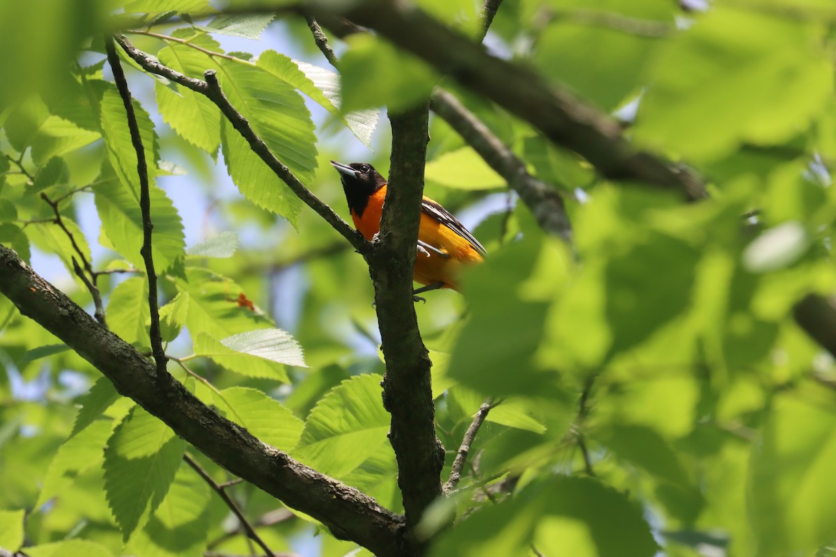 Baltimore Oriole - Jack Hagan