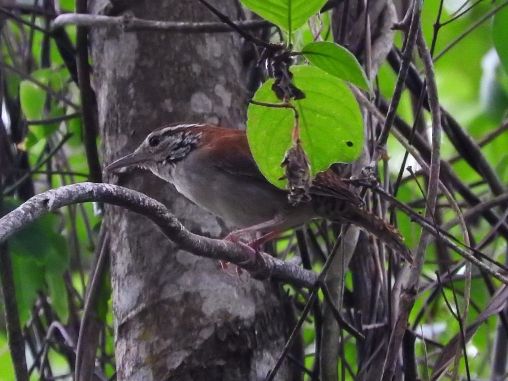 Rufous-and-white Wren - ML619627635