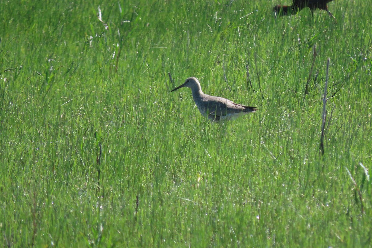 Willet - Mike Lesnik