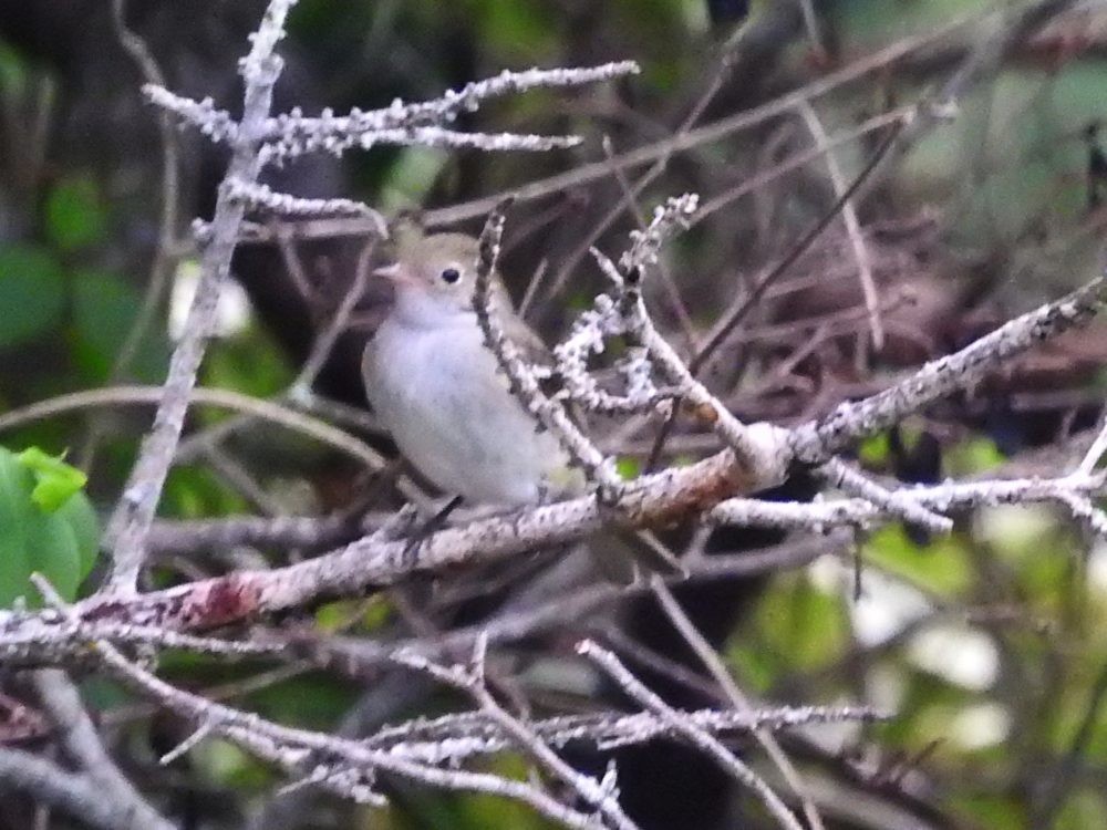 Small-billed Elaenia - ML619627643