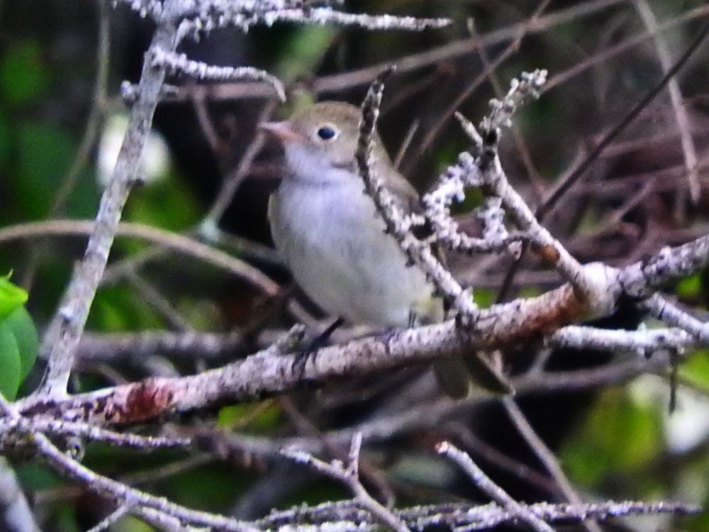 Small-billed Elaenia - ML619627645