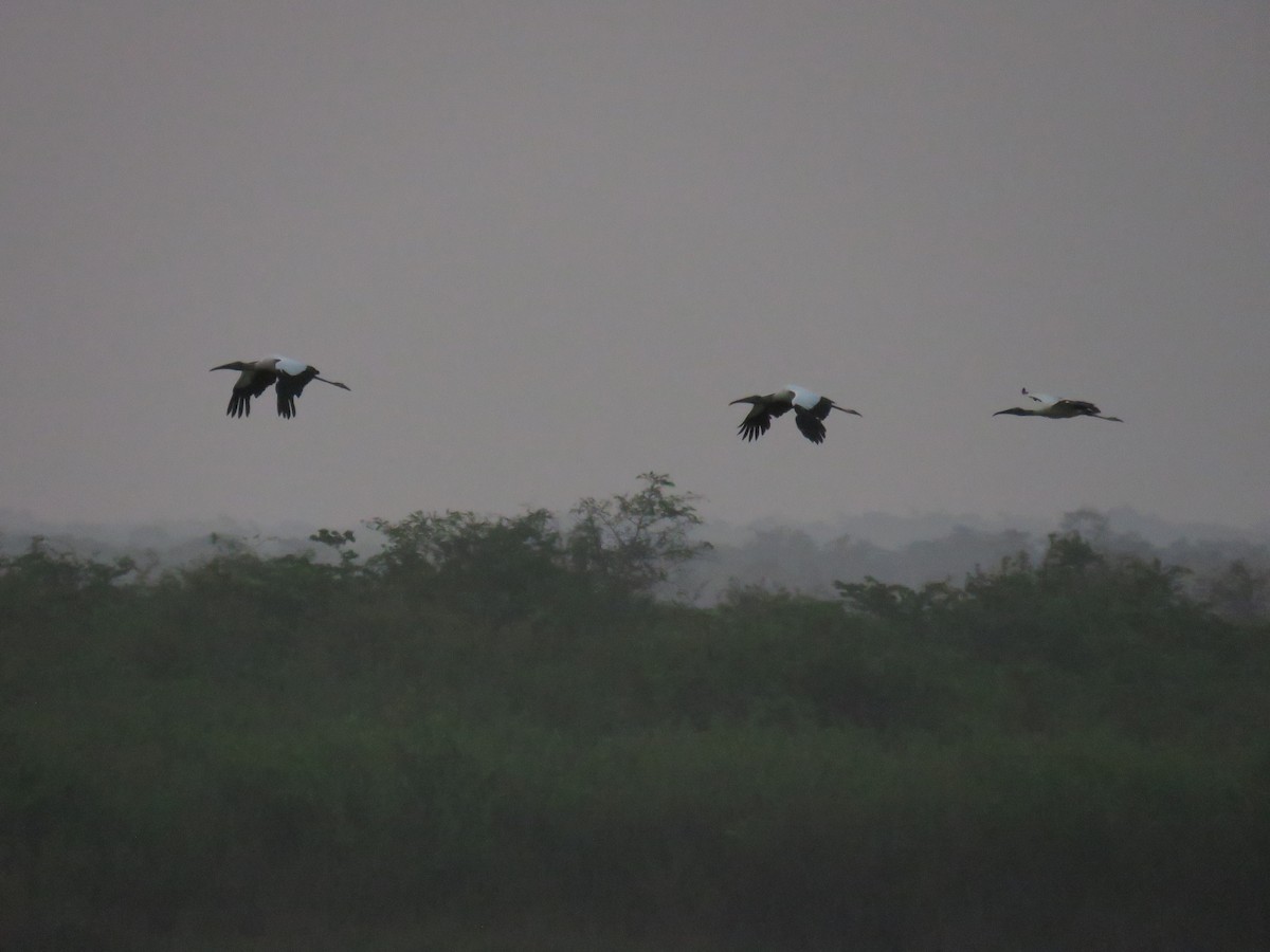 Wood Stork - Sam Holcomb