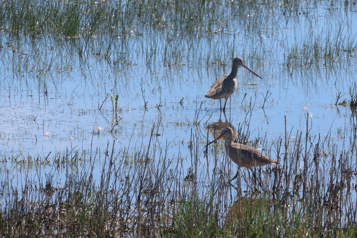 Marbled Godwit - Mike Lesnik