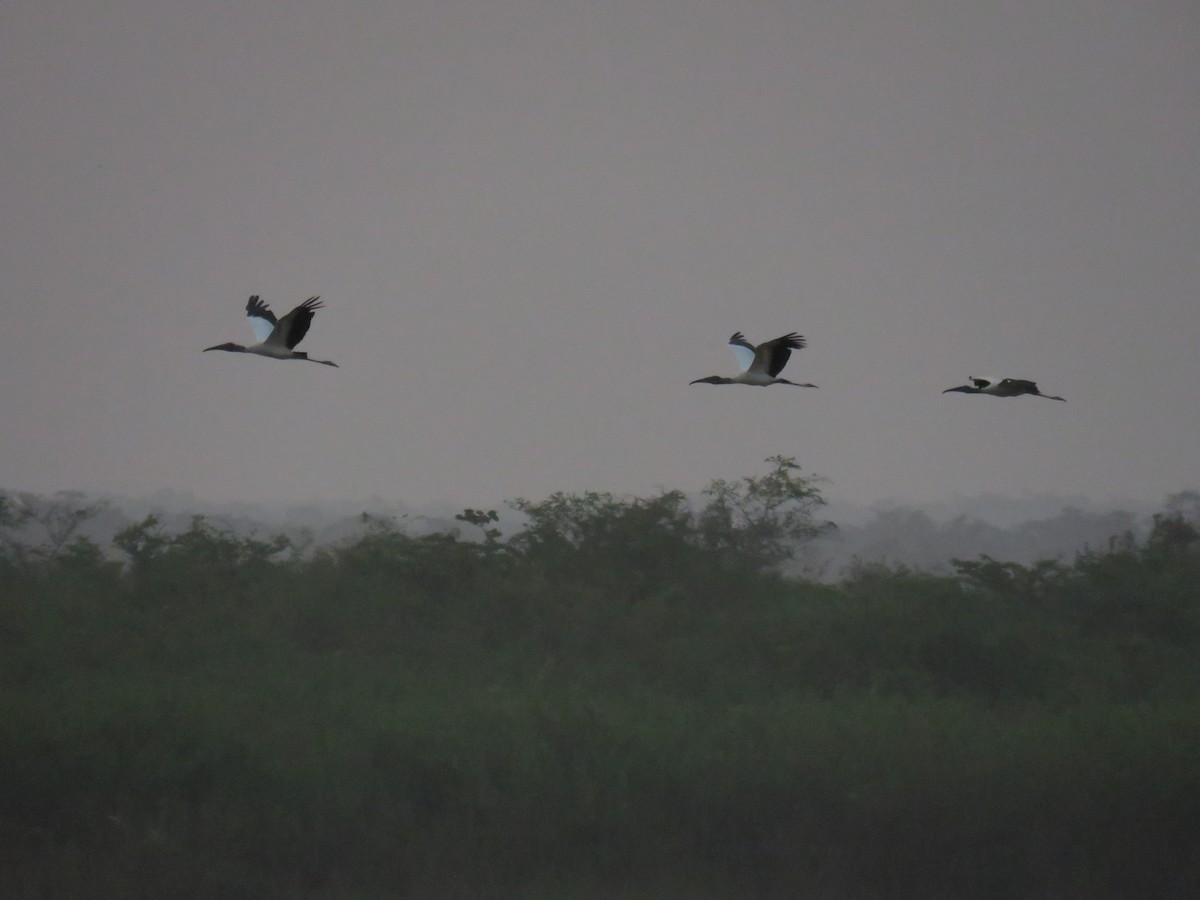 Wood Stork - Sam Holcomb