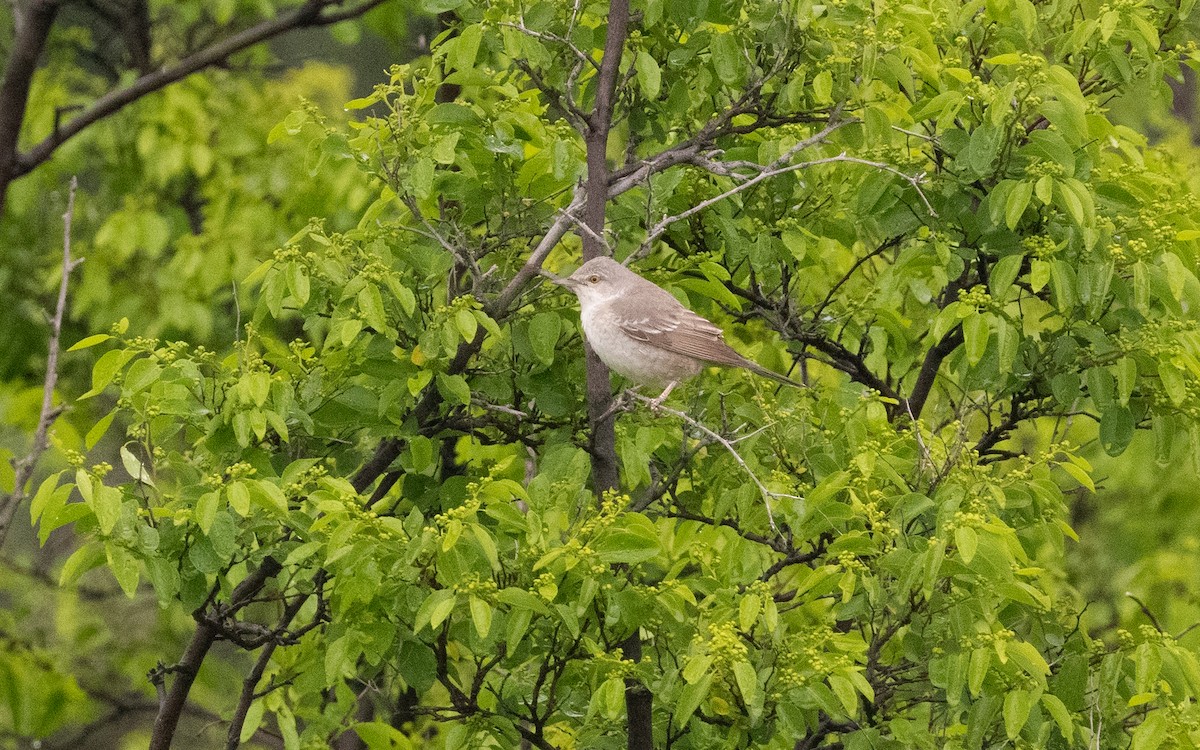 Barred Warbler - Emmanuel Naudot