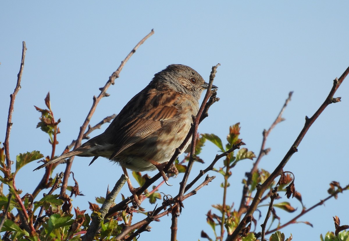 Dunnock - Gerald Moore