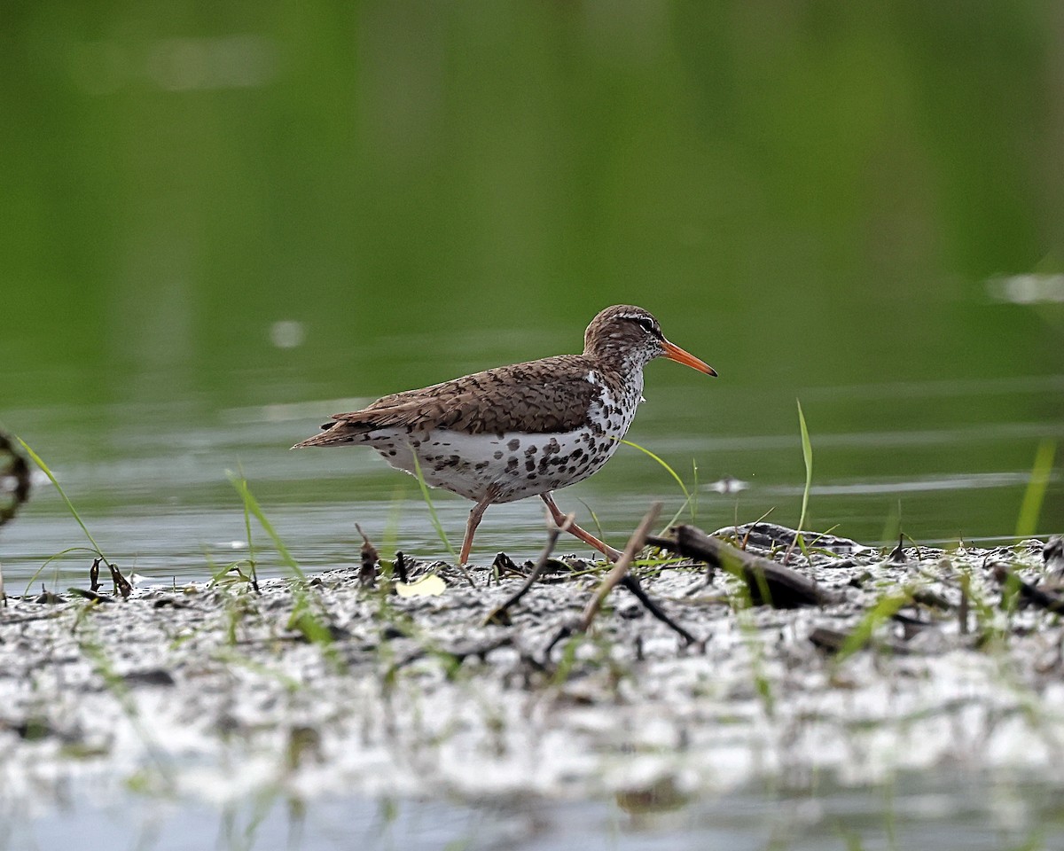 Spotted Sandpiper - Steven Mix