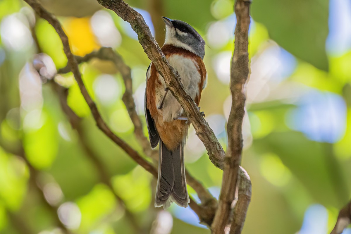 Bay-chested Warbling Finch - ML619627673