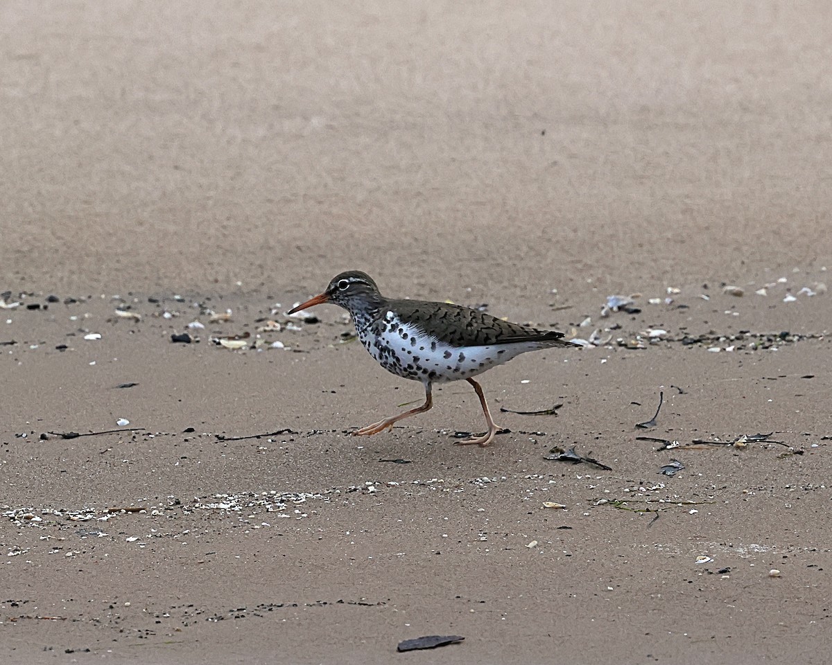 Spotted Sandpiper - Steven Mix