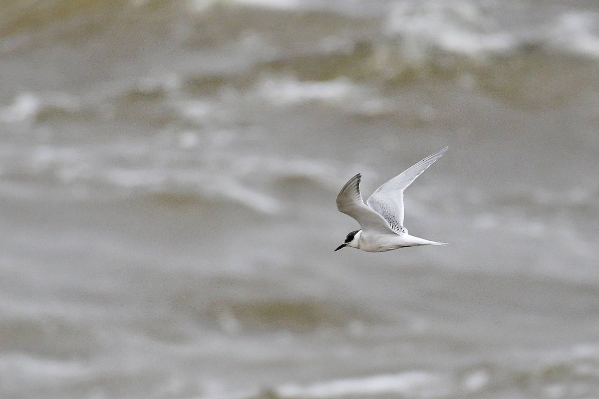 South American Tern - Marcelo Cuadrado